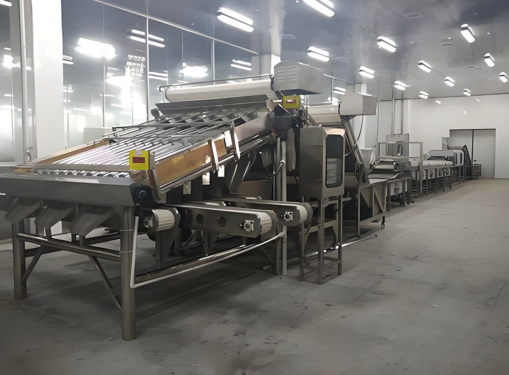 iqf freezing line of shrimp