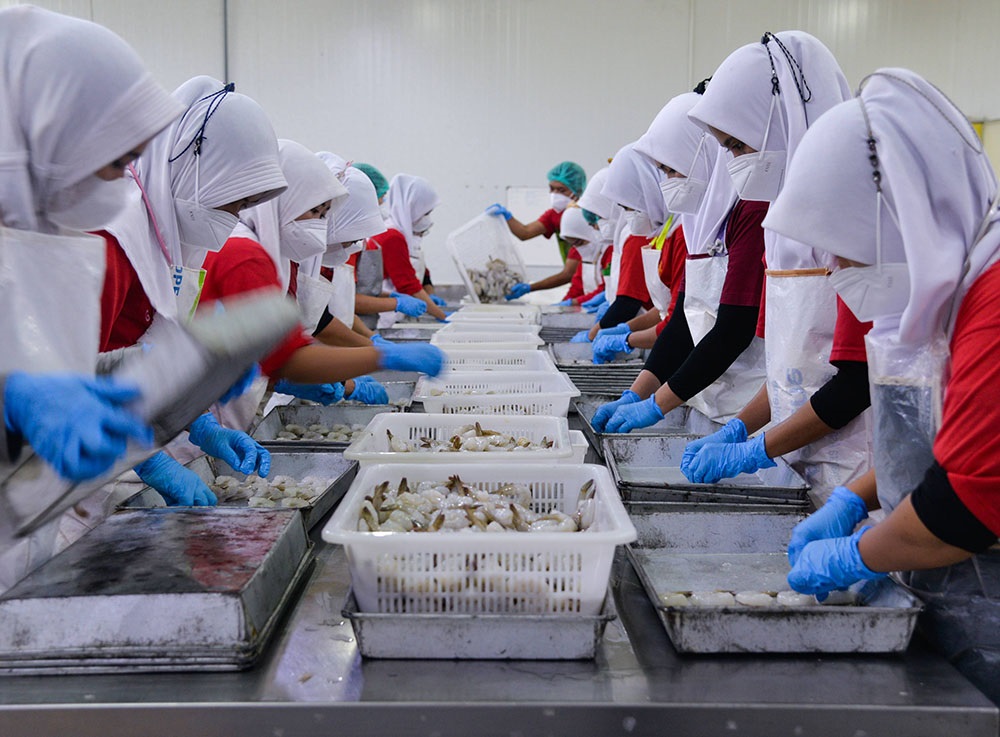 iqf processing line of shrimp
